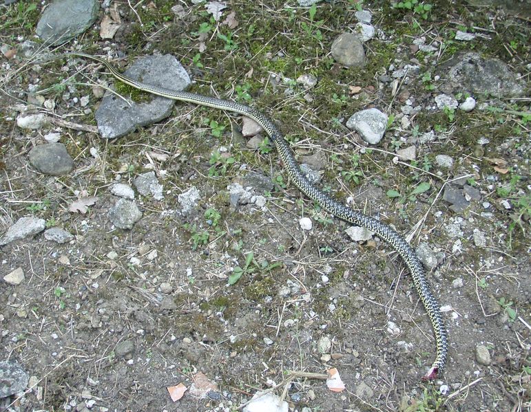 Biacchi spericolati...: da brivido!
